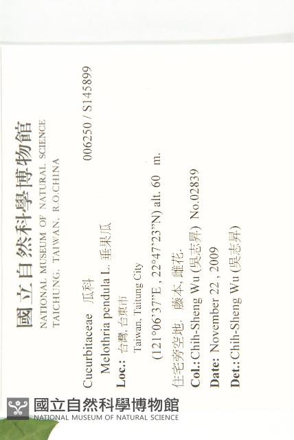 垂果瓜藏品圖，第2張