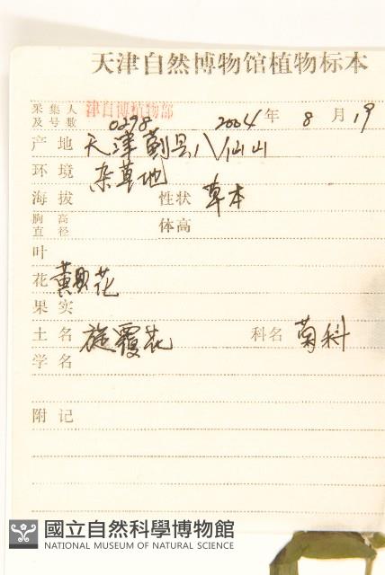 旋覆花藏品圖，第2張