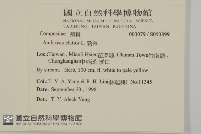 豬草藏品圖，第5張