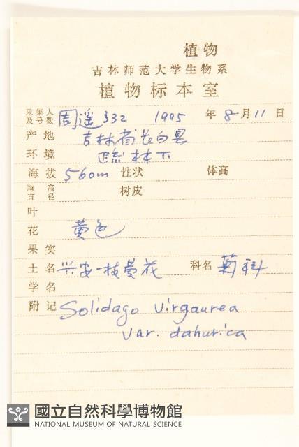 興安一枝黃花藏品圖，第2張