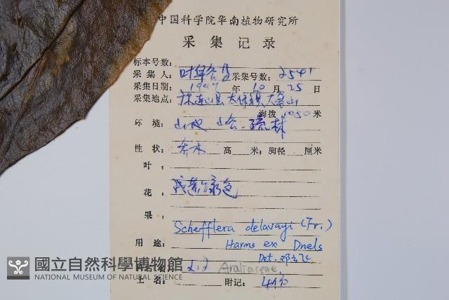 穗序鵝掌柴藏品圖，第2張