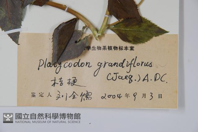 桔梗藏品圖，第2張