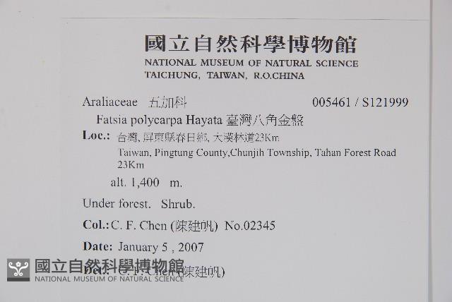 臺灣八角金盤藏品圖，第5張