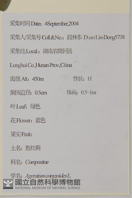 霍香薊藏品圖，第2張