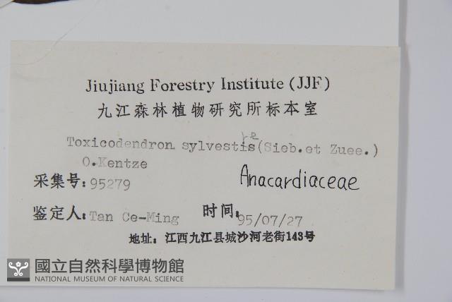 木蜡樹、野漆樹藏品圖，第2張