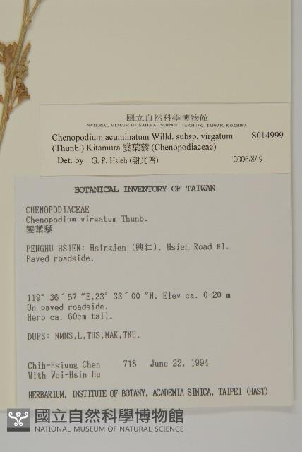 變葉藜藏品圖，第2張