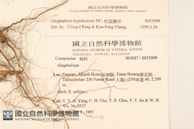 秋鼠麴草藏品圖，第2張