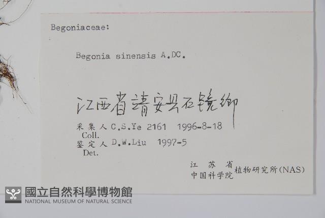 中華秋海棠藏品圖，第2張