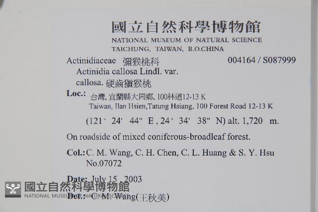 硬齒獼猴桃藏品圖，第2張