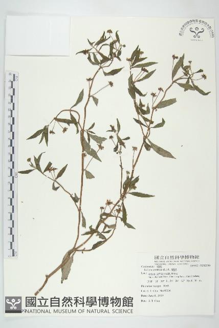 鱧腸藏品圖，第1張