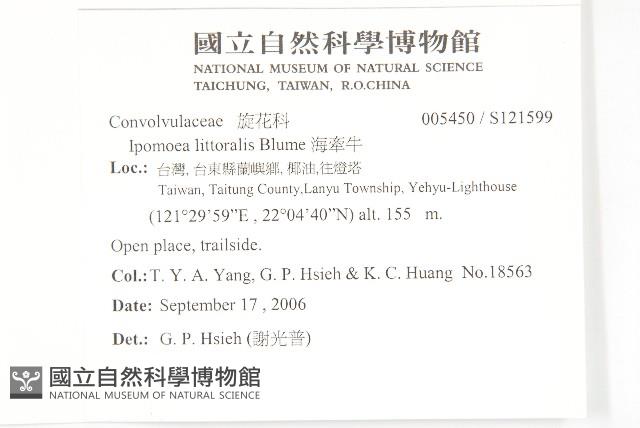 海牽牛藏品圖，第2張