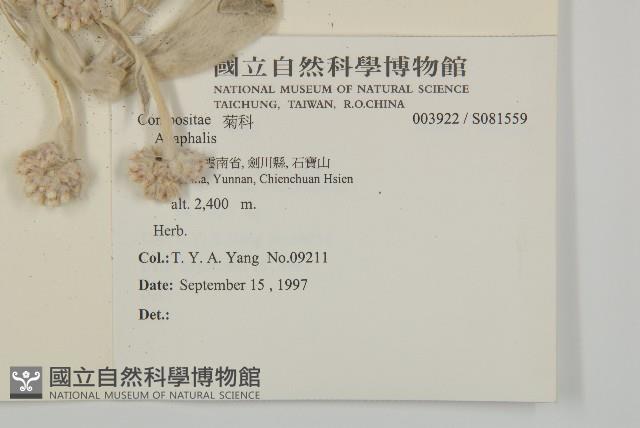 龍葵藏品圖，第2張