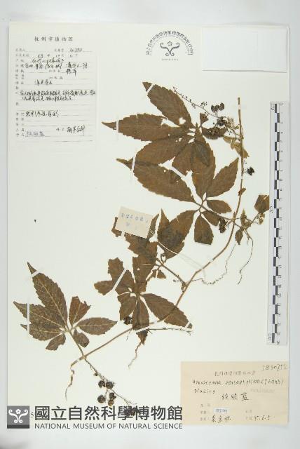 絞股藍藏品圖，第1張