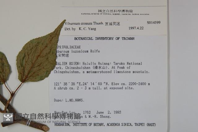 松田氏莢迷、宜昌莢迷藏品圖，第2張