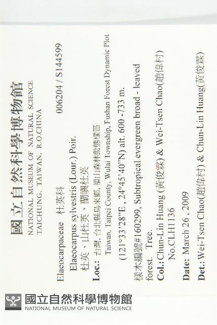 杜英、山杜英、蘭嶼杜英藏品圖，第2張