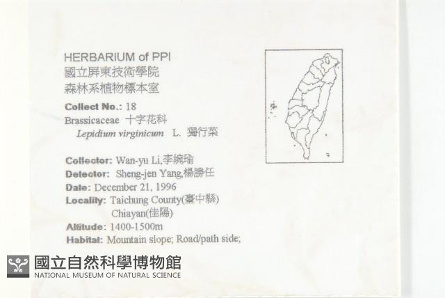 獨行菜藏品圖，第2張