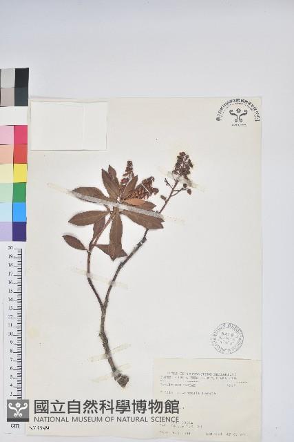 臺灣馬醉木藏品圖，第1張