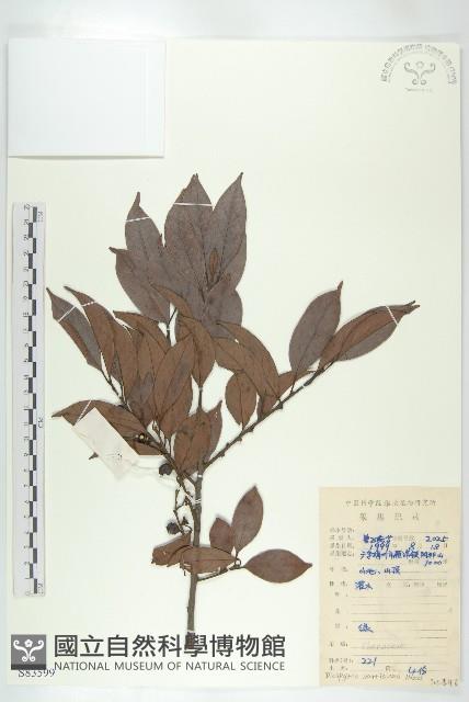 山紅柿藏品圖，第1張