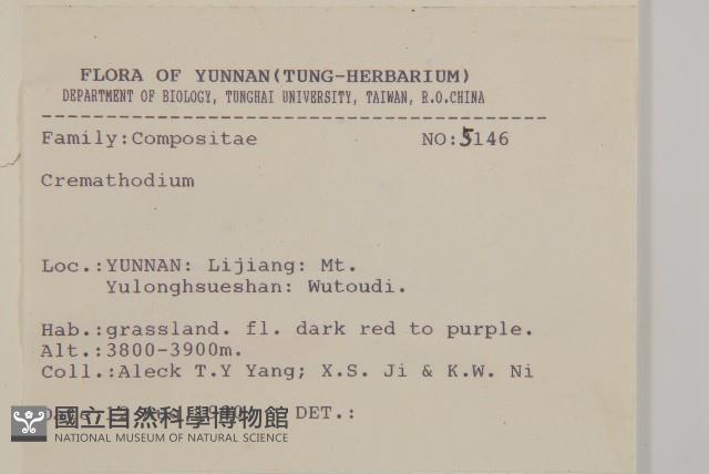 鐘花垂頭菊藏品圖，第2張