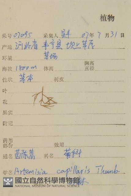 茵蔯蒿藏品圖，第2張