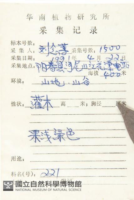 軟毛柿藏品圖，第2張