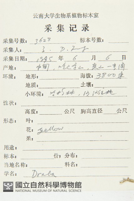 山菜葶藶藏品圖，第2張