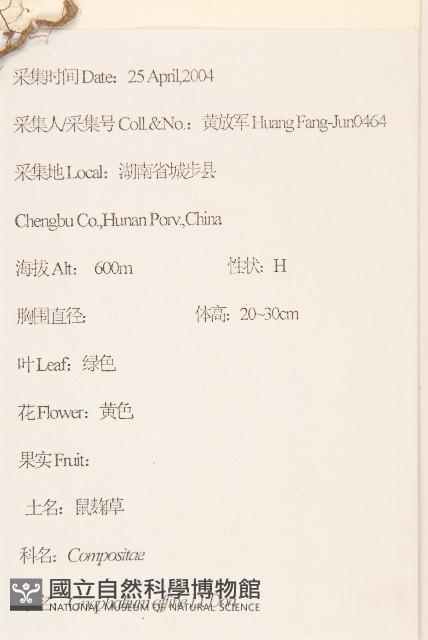 鼠麴草藏品圖，第2張