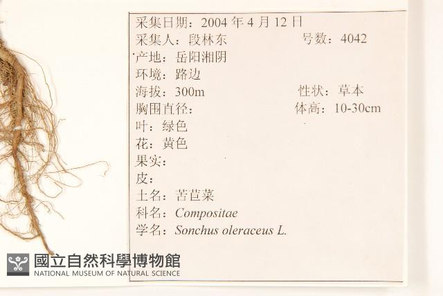 苦滇菜、苦菜藏品圖，第2張