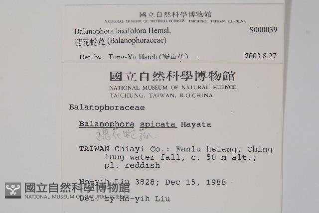 穗花蛇菰藏品圖，第2張