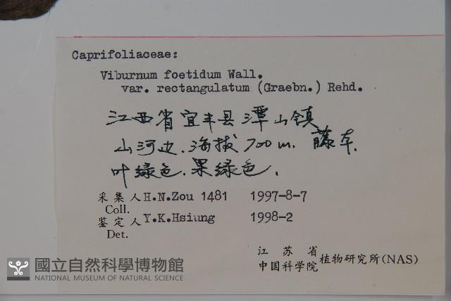 狹葉莢迷藏品圖，第2張