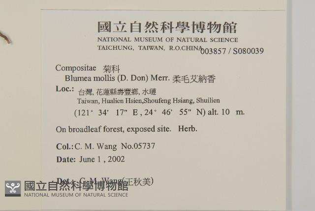 柔毛艾納香藏品圖，第2張