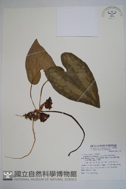 大花細辛、馬蹄香藏品圖，第1張