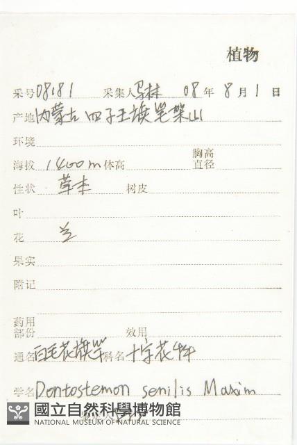 白毛花旗竿藏品圖，第2張