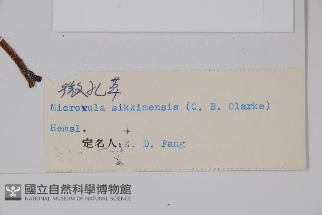 微孔草藏品圖，第2張