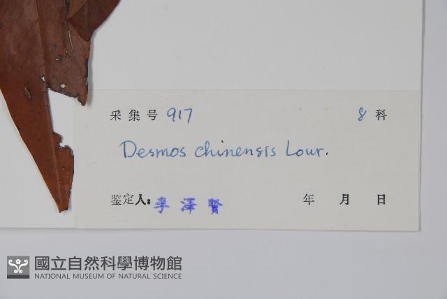 假鷹爪藏品圖，第2張