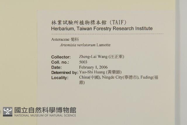 南艾蒿藏品圖，第2張