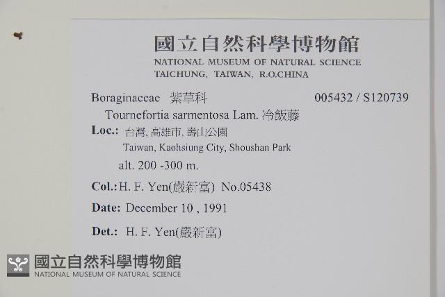 冷飯藤藏品圖，第2張