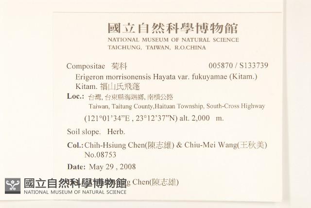 福山氏飛蓬藏品圖，第2張