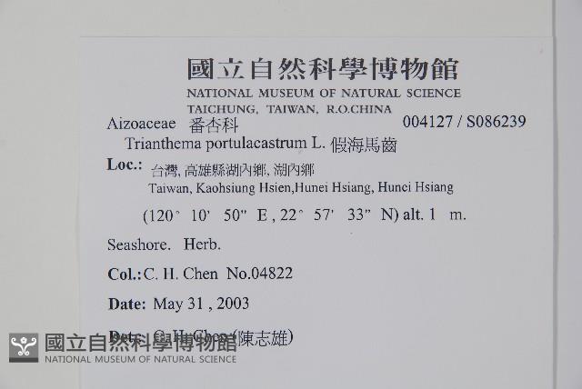 假海馬齒藏品圖，第2張