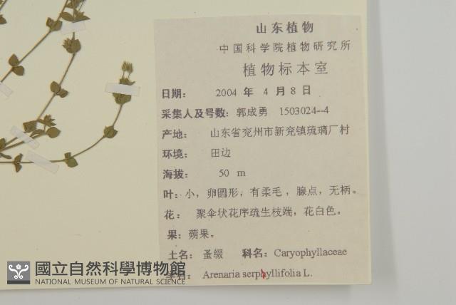 無心菜、鵝不食草藏品圖，第2張