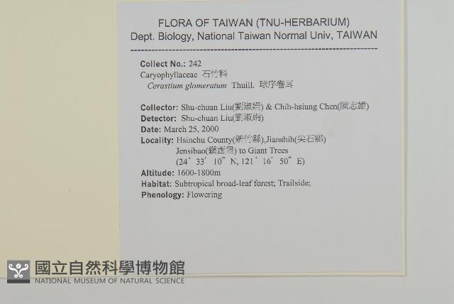 球序卷耳藏品圖，第2張