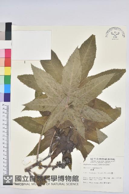 蓖麻藏品圖，第1張