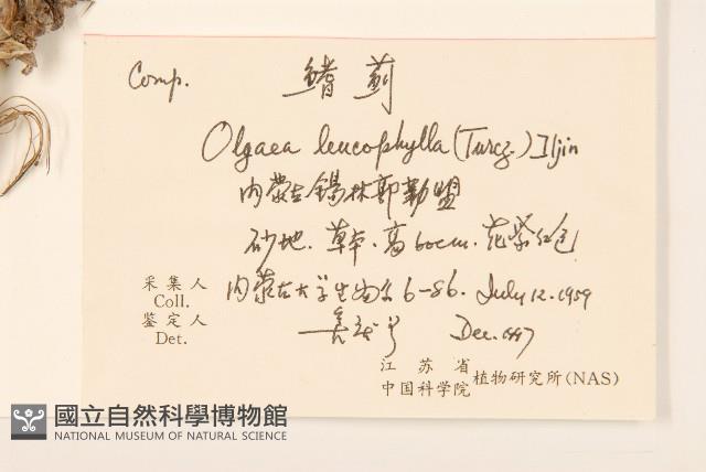 鰭薊藏品圖，第2張