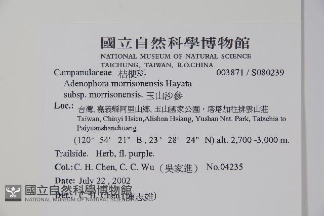 玉山沙參藏品圖，第2張