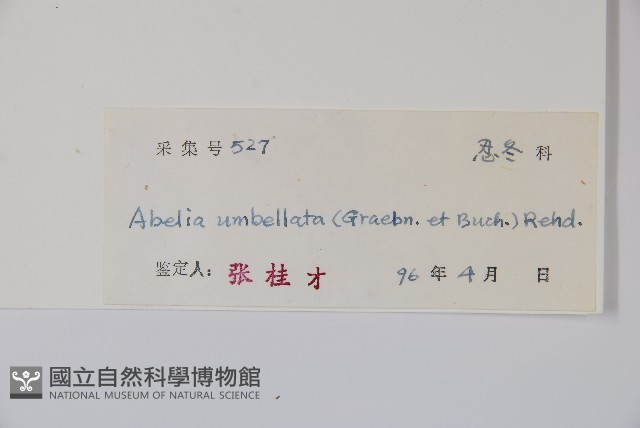 傘花六道木藏品圖，第2張