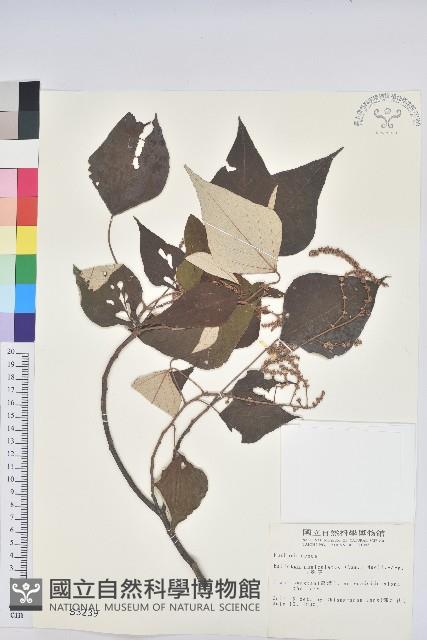 白匏子藏品圖，第1張