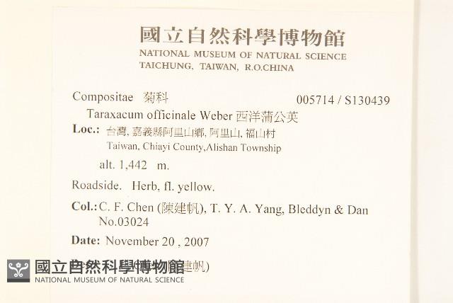 西洋蒲公英藏品圖，第2張
