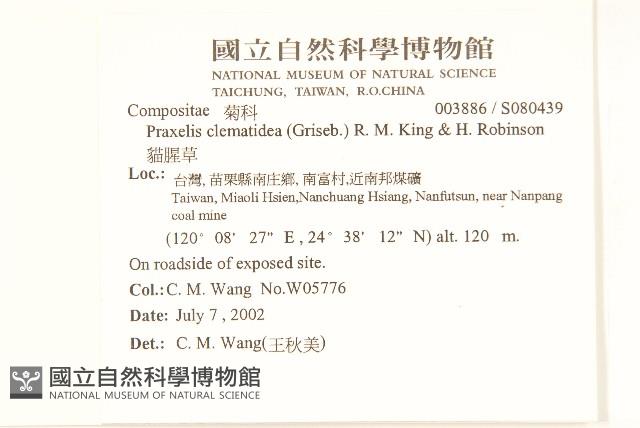 貓腥草藏品圖，第2張