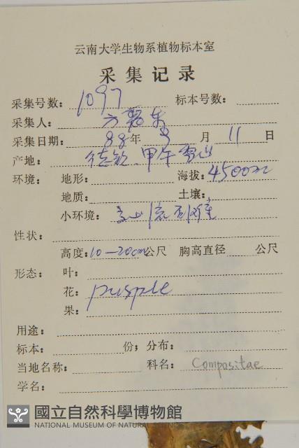 美葉藏菊藏品圖，第2張