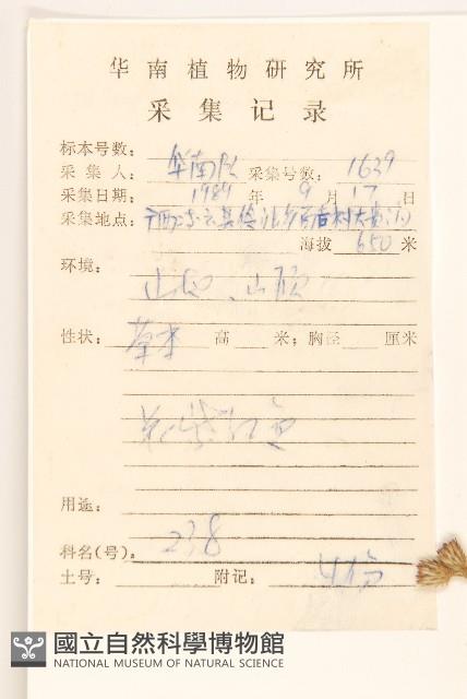 佩蘭、澤蘭藏品圖，第2張